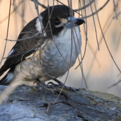 Cracticus torquatus (Grey Butcherbird) at P11 - 17 Jun 2017 by Qwerty