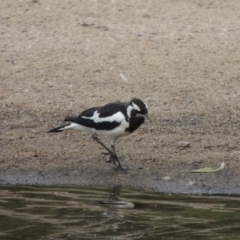 Grallina cyanoleuca (Magpie-lark) at Paddys River, ACT - 30 Jan 2017 by michaelb