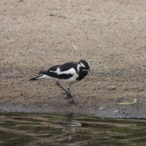 Grallina cyanoleuca at Paddys River, ACT - 30 Jan 2017