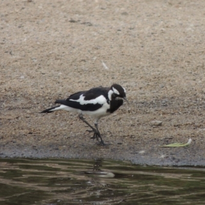 Grallina cyanoleuca (Magpie-lark) at Paddys River, ACT - 30 Jan 2017 by MichaelBedingfield