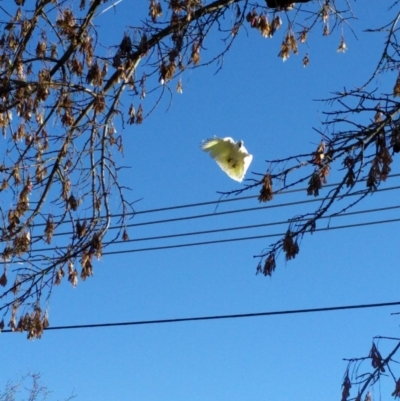 Cacatua galerita (Sulphur-crested Cockatoo) at Monash, ACT - 17 Jun 2017 by ozza