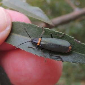 Chauliognathus lugubris at Paddys River, ACT - 30 Jan 2017