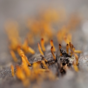 Calocera sp. at Cotter River, ACT - 16 Jun 2017