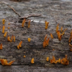 Calocera sp. at Cotter River, ACT - 16 Jun 2017