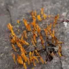 Calocera sp. at Cotter River, ACT - 16 Jun 2017 12:24 PM