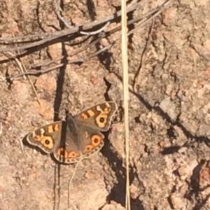 Junonia villida at Chifley, ACT - 19 Jun 2017