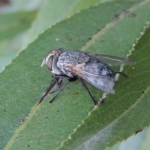 Tachinidae (family) at Paddys River, ACT - 29 Jan 2017