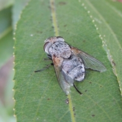 Tachinidae (family) at Paddys River, ACT - 29 Jan 2017 08:26 PM