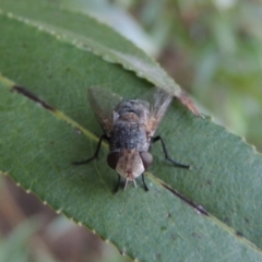 Tachinidae (family) at Paddys River, ACT - 29 Jan 2017 08:26 PM