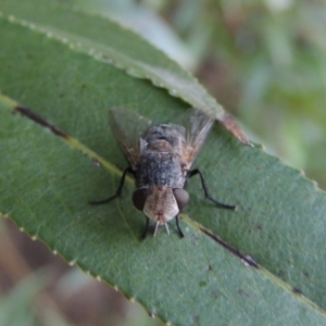 Tachinidae (family) at Paddys River, ACT - 29 Jan 2017