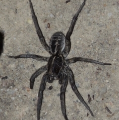 Tasmanicosa godeffroyi (Garden Wolf Spider) at Tharwa, ACT - 30 Jan 2017 by michaelb