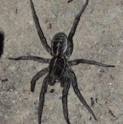 Tasmanicosa godeffroyi (Garden Wolf Spider) at Point Hut to Tharwa - 30 Jan 2017 by MichaelBedingfield