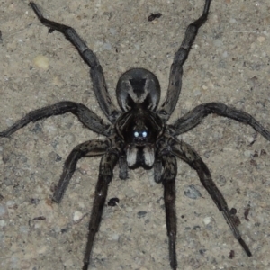 Tasmanicosa godeffroyi at Tharwa, ACT - 30 Jan 2017 09:16 PM