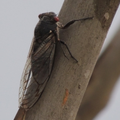 Psaltoda moerens (Redeye cicada) at Paddys River, ACT - 16 Jan 2017 by MichaelBedingfield