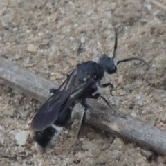 Mutillidae (family) (Unidentified Mutillid wasp or velvet ant) at Paddys River, ACT - 30 Jan 2017 by michaelb