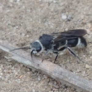 Mutillidae (family) at Point Hut to Tharwa - 30 Jan 2017