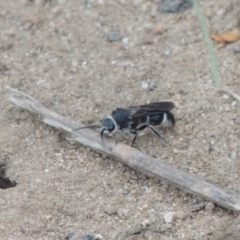 Mutillidae (family) at Point Hut to Tharwa - 30 Jan 2017