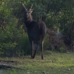 Cervus unicolor (Sambar Deer) at Yambulla, NSW - 12 Jun 2017 by DebLewis