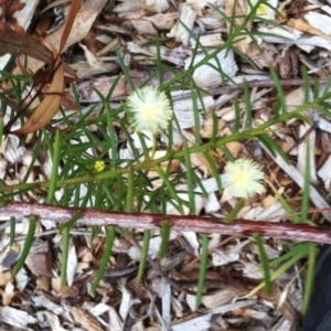 Acacia genistifolia at Hughes, ACT - 18 Jun 2017 12:00 AM