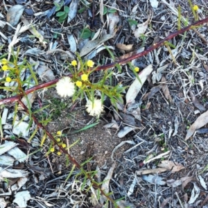 Acacia genistifolia at Hughes, ACT - 18 Jun 2017 12:00 AM