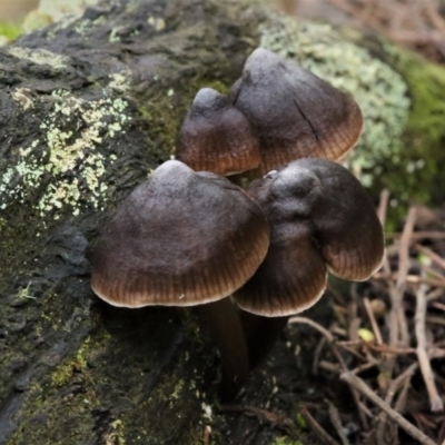 Mycena sp. (genus) (Mycena) at Cotter River, ACT - 16 Jun 2017 by Jek