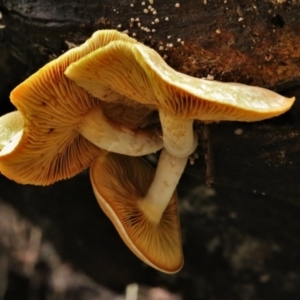 Gymnopilus sp. at Cotter River, ACT - 16 Jun 2017