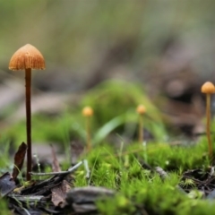 Galerina sp. at Cotter River, ACT - 16 Jun 2017 by Jek