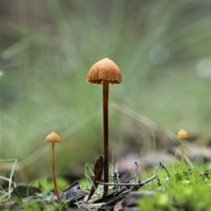 Galerina sp. at Cotter River, ACT - 16 Jun 2017