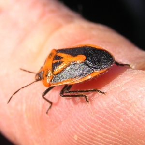 Agonoscelis rutila at Fyshwick, ACT - 18 Jun 2017 11:43 AM