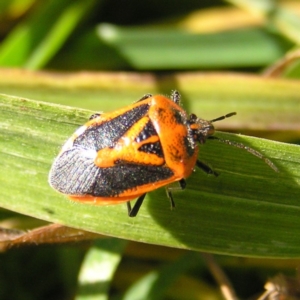 Agonoscelis rutila at Fyshwick, ACT - 18 Jun 2017