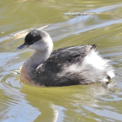 Poliocephalus poliocephalus (Hoary-headed Grebe) at Fyshwick, ACT - 13 Jun 2017 by JohnBundock