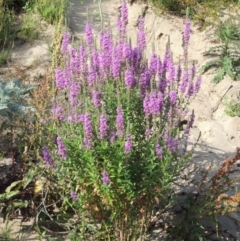 Lythrum salicaria (Purple Loosestrife) at Paddys River, ACT - 4 Jan 2017 by michaelb