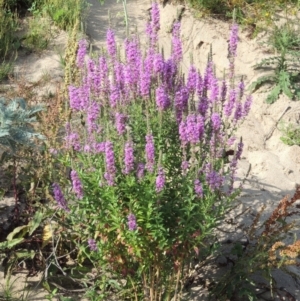 Lythrum salicaria at Paddys River, ACT - 4 Jan 2017