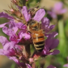 Apis mellifera (European honey bee) at Paddys River, ACT - 4 Jan 2017 by michaelb