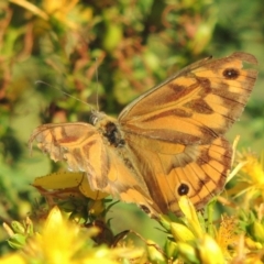 Heteronympha merope (Common Brown Butterfly) at Tennent, ACT - 4 Jan 2017 by MichaelBedingfield