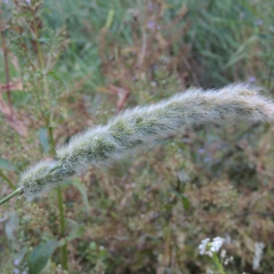 Polypogon monspeliensis (Annual Beard Grass) at Tennent, ACT - 4 Jan 2017 by MichaelBedingfield