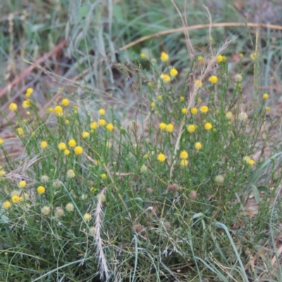 Calotis lappulacea (Yellow Burr Daisy) at Tennent, ACT - 4 Jan 2017 by michaelb