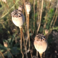 Papaver somniferum (Opium Poppy) at Tennent, ACT - 4 Jan 2017 by MichaelBedingfield