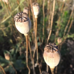 Papaver somniferum at Tennent, ACT - 4 Jan 2017 07:11 PM