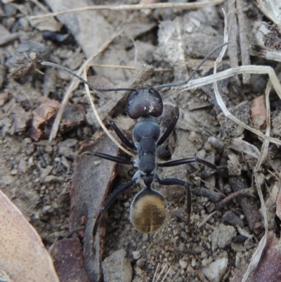 Camponotus suffusus (Golden-tailed sugar ant) at Gigerline Nature Reserve - 4 Jan 2017 by MichaelBedingfield