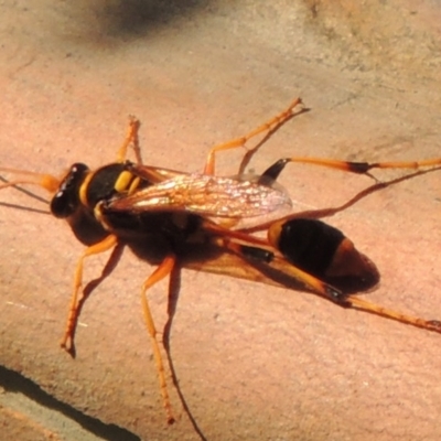 Sceliphron laetum (Common mud dauber wasp) at Tennent, ACT - 4 Jan 2017 by MichaelBedingfield