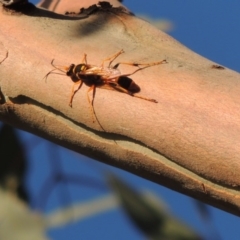 Sceliphron laetum at Tennent, ACT - 4 Jan 2017