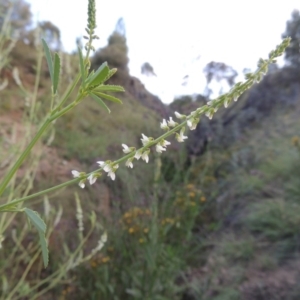 Melilotus albus at Tennent, ACT - 4 Jan 2017