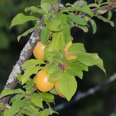 Prunus cerasifera (Cherry Plum) at Tennent, ACT - 4 Jan 2017 by MichaelBedingfield