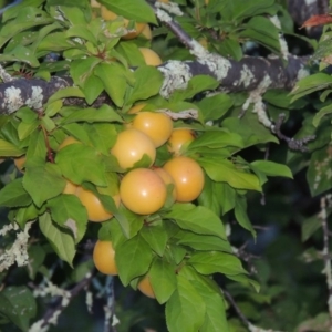 Prunus cerasifera at Tennent, ACT - 4 Jan 2017 08:48 PM