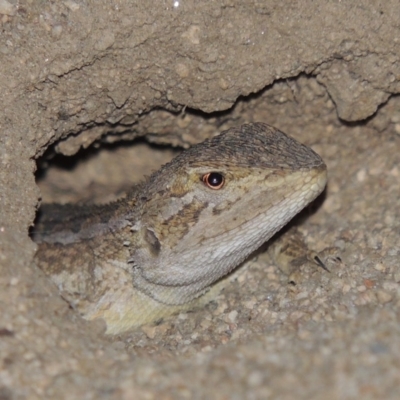 Amphibolurus muricatus (Jacky Lizard) at Tennent, ACT - 16 Jan 2017 by michaelb