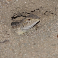 Amphibolurus muricatus at Tennent, ACT - 16 Jan 2017 08:58 PM