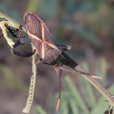 Mictis profana (Crusader Bug) at Tennent, ACT - 4 Jan 2017 by michaelb