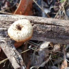 Lentinus arcularius (Fringed Polypore) at O'Malley, ACT - 21 Jun 2017 by Mike