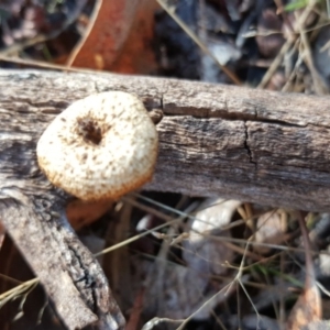 Lentinus arcularius at O'Malley, ACT - 21 Jun 2017